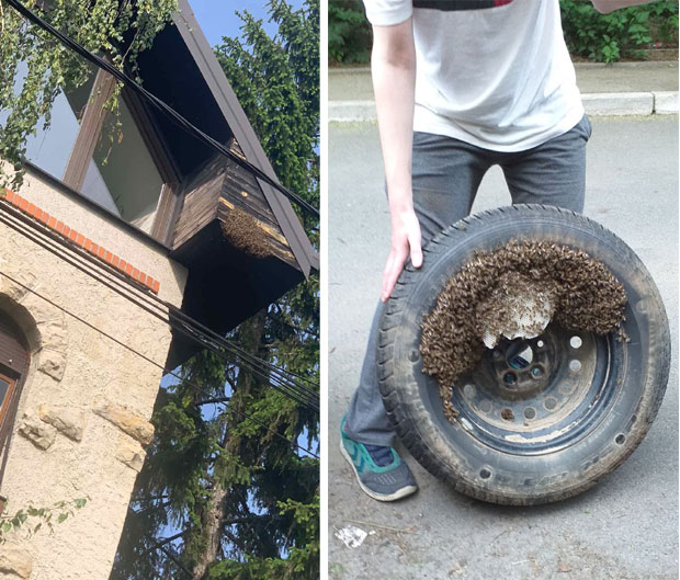 Београђани се жали на инсекте који су се настанили у пукотинама фасада: Одбегле пчеле безопасне, али их не дирајте


